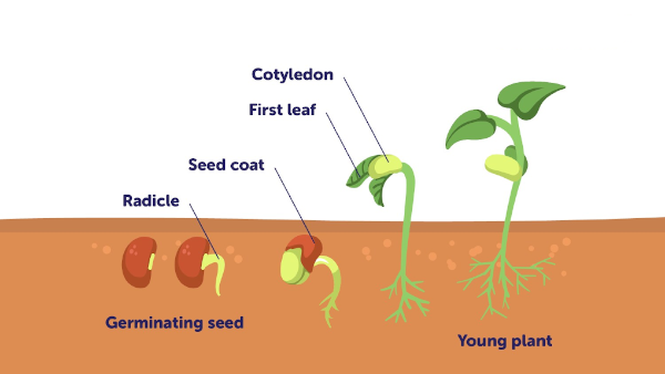 Feature Of The Life Cycle Flowering Seed Plants - Home Alqu